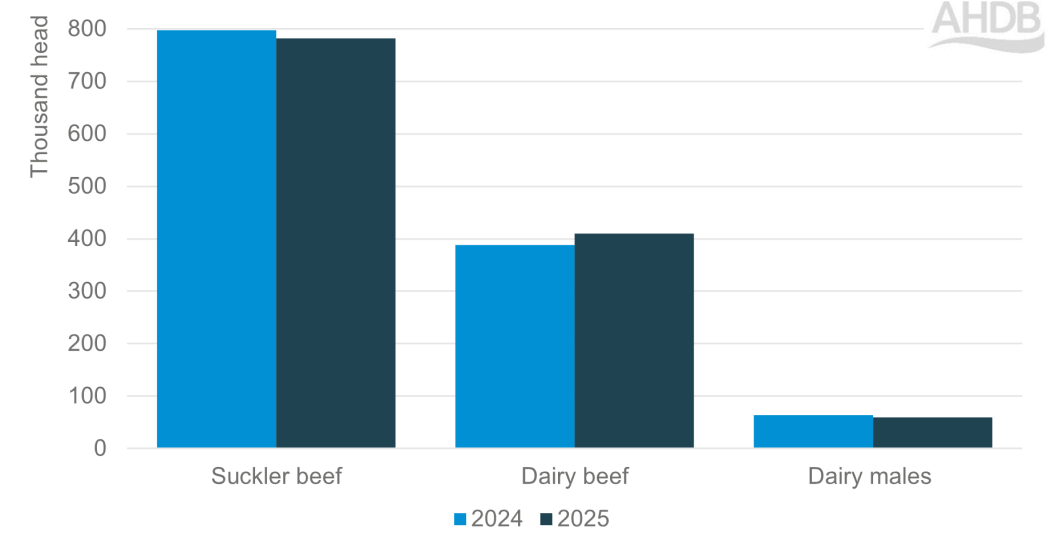 H1 2024 2025 Jan-Jun calf registrations by specific type